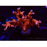 WYSIWYG - JF TNT Anacropora 18D4