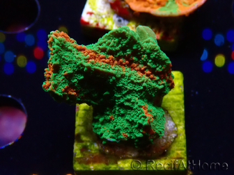 WYSIWYG Montipora-Platte GRAFTED ULTRA B6