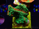 WYSIWYG Montipora Plateau GRAFTED ULTRA B6