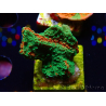 WYSIWYG Montipora plateau GRAFTED ULTRA B6