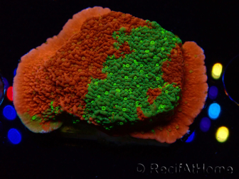 WYSIWYG WWC Sunfire GRAFTED Montipora plateau D5