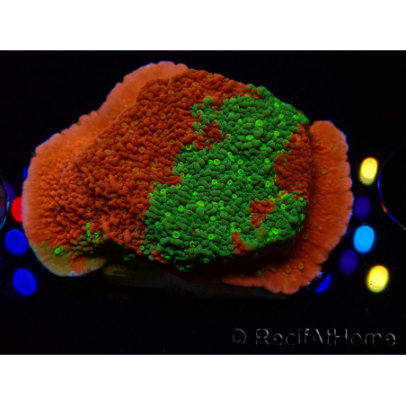 WYSIWYG WWC Sunfire GRAFTED Montipora plateau D5