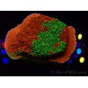 WYSIWYG WWC Sunfire GRAFTED Montipora plateau D5