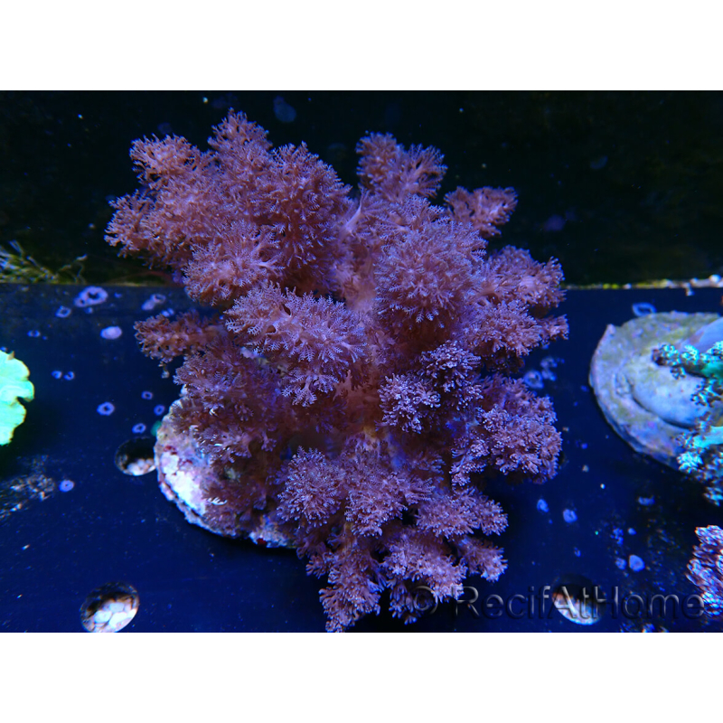 WYSIWYG Litophyton sp 6