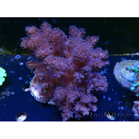 WYSIWYG Litophyton sp 6
