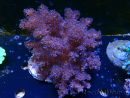 WYSIWYG Litophyton sp 6