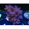 WYSIWYG Litophyton sp 6