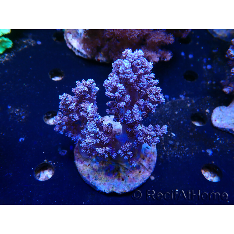 WYSIWYG Litophyton sp 7