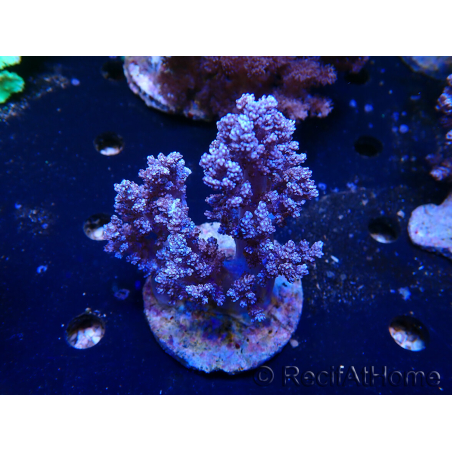 WYSIWYG Litophyton sp 7