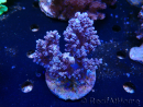 WYSIWYG Litophyton sp 7