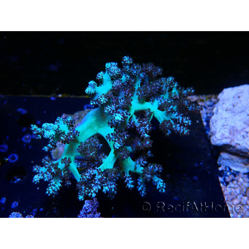 WYSIWYG Litophyton sp 8
