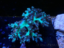 WYSIWYG Litophyton sp 8