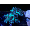 WYSIWYG Litophyton sp 8
