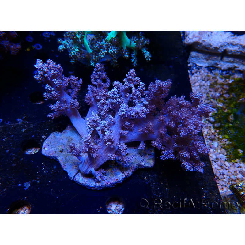 WYSIWYG Litophyton sp 9