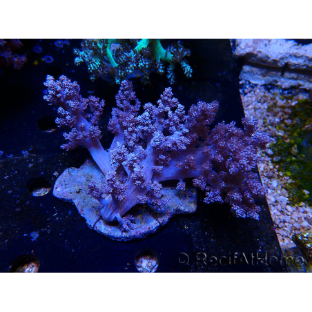 WYSIWYG Litophyton sp 9