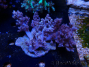 WYSIWYG Litophyton sp 9