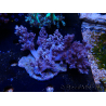 WYSIWYG Litophyton sp 9