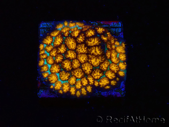 WYSIWYG - RAH Leptastrea gold 3A5
