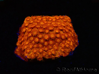 WYSIWYG - BigR Cyphastrea Sunkist 3M2
