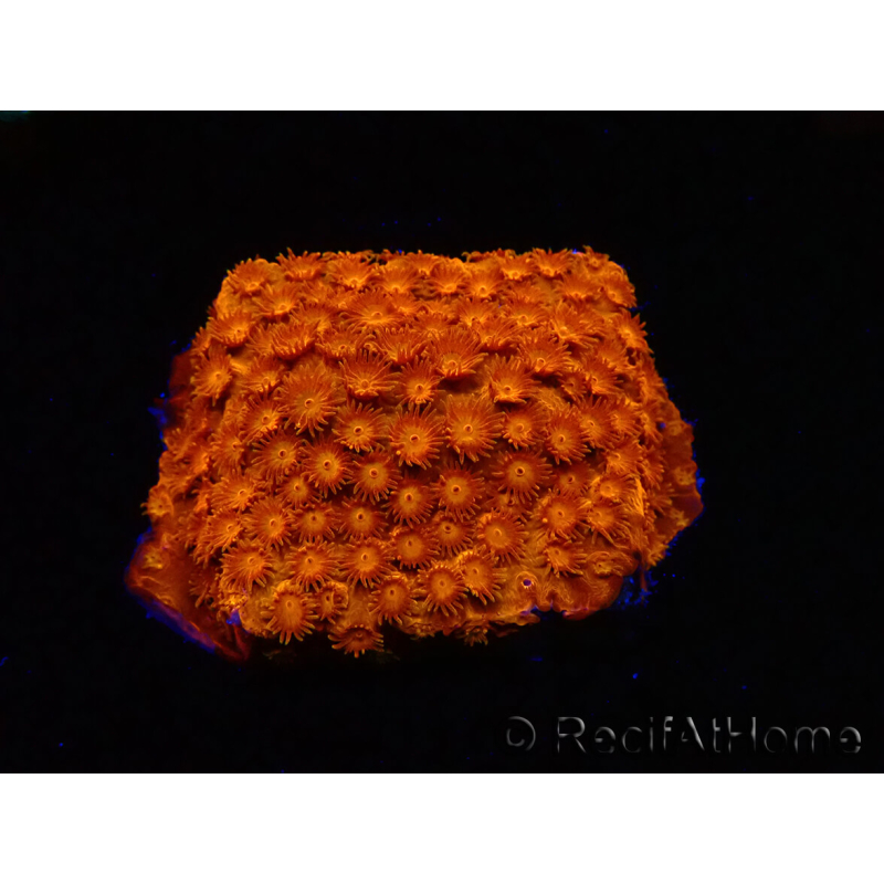 WYSIWYG - BigR Cyphastrea Sunkist 3M2