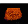 WYSIWYG - BigR Cyphastrea Sunkist 3M2
