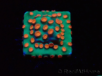 WYSIWYG - WWC Cyphastrea Jingle Bells 3M6