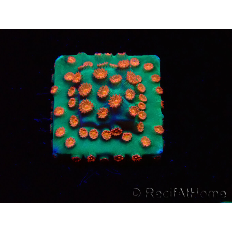 WYSIWYG - WWC Cyphastrea Jingle Bells 3M6