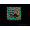 WYSIWYG - WWC Cyphastrea Jingle Bells 3M6