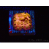 WYSIWYG - WWC Cyphastrea Copper head 3N1