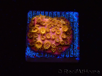 WYSIWYG - WWC Cyphastrea Copper head 3N2