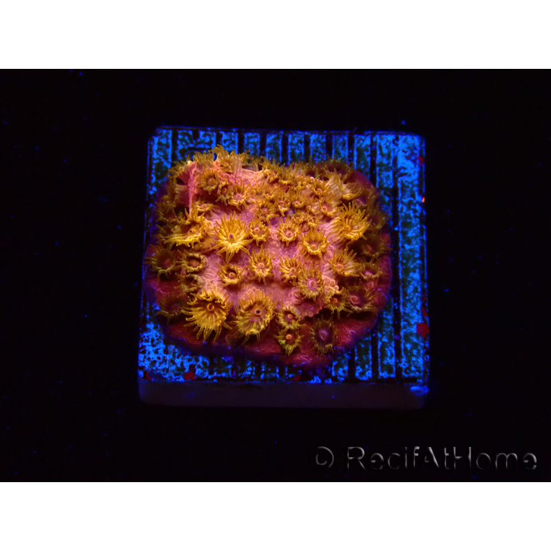 WYSIWYG - WWC Cyphastrea Copper head 3N2