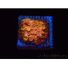 WYSIWYG - WWC Cyphastrea Copper head 3N2