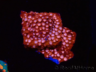 WYSIWYG - RAH Cyphastrea Mondfelsen 3O3