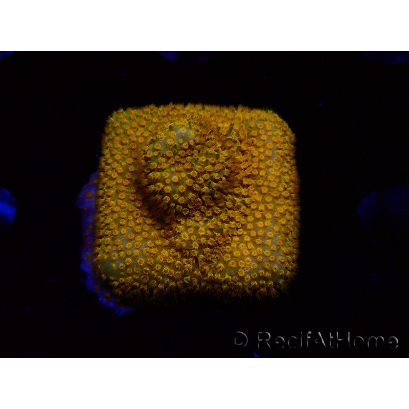 WYSIWYG - RAH Stylocoeniella Yellow Canary