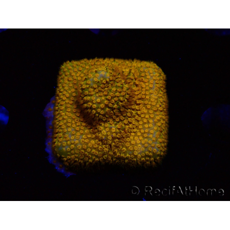 WYSIWYG - RAH Stylocoeniella Yellow Canary