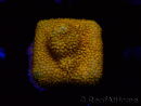 WYSIWYG - RAH Stylocoeniella Yellow Canary
