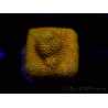 WYSIWYG - RAH Stylocoeniella Yellow Canary