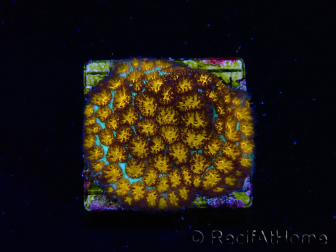 WYSIWYG - RAH Leptastrea gold 3A5