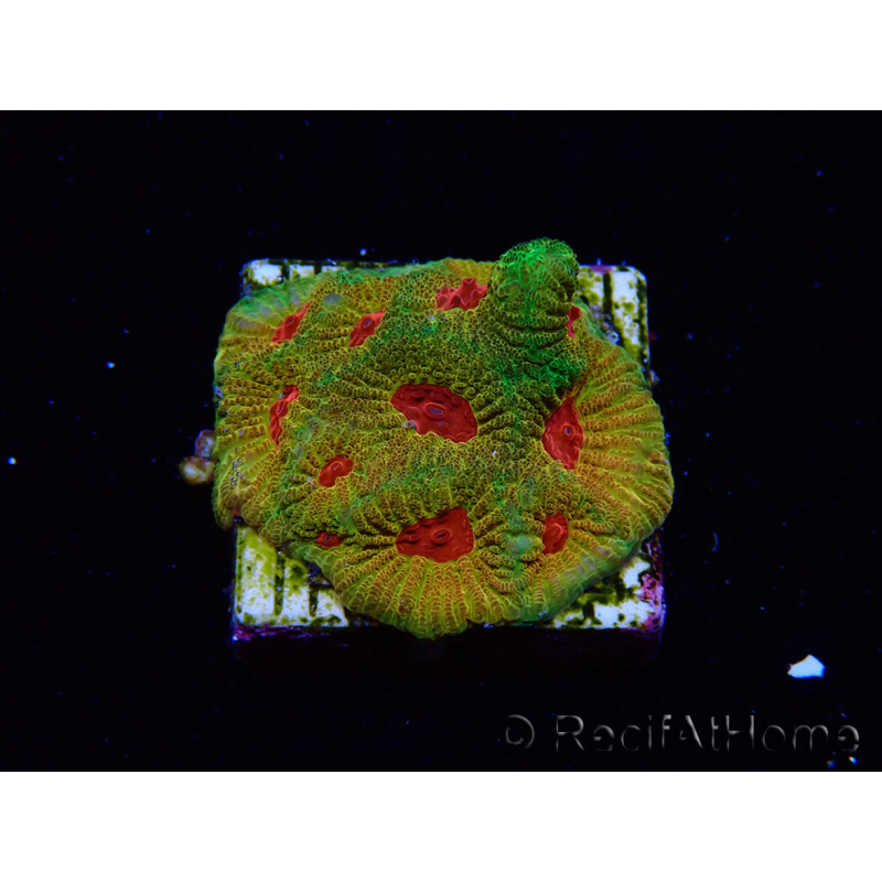 WYSIWYG - JF Favia Candy Corn 3D8