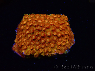 WYSIWYG - BigR Cyphastrea Sunkist 3M2