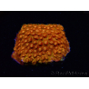 WYSIWYG - BigR Cyphastrea Sunkist 3M2