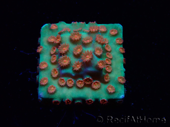 WYSIWYG - WWC Cyphastrea Jingle Bells 3M6