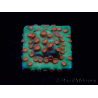 WYSIWYG - WWC Cyphastrea Jingle Bells 3M6
