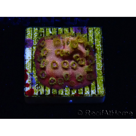 WYSIWYG - WWC Cyphastrea Copper head 3N1