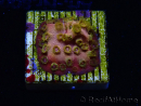 WYSIWYG - WWC Cyphastrea Copper head 3N1