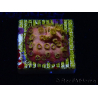 WYSIWYG - WWC Cyphastrea Copper head 3N1