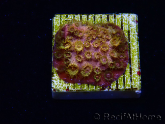 WYSIWYG - WWC Cyphastrea Copper head 3N2