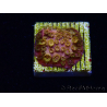 WYSIWYG - WWC Cyphastrea Copper head 3N2