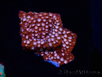 WYSIWYG - RAH Cyphastrea Mondfelsen 3O3