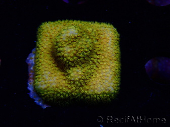 WYSIWYG - RAH Stylocoeniella Yellow Canary
